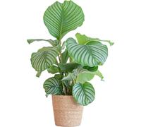 Marante en osier Calathea Orbifolia - plante d'intérieur - hauteur 65cm - Ø21cm - panier naturel Sofia en jonc de mer inclus - Purifie l'air & décoratif