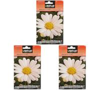 Marguerite Blanche LEUCANTENUM (Lot de 3)