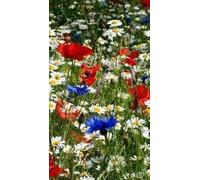 Marguerite commune + Coquelicot rouge + Centaurée, vivace, fleur sauvage, fleur des champs