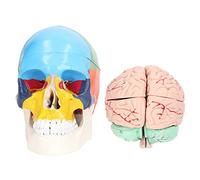 Marhynchus Modèle de Cerveau Humain pour Enfants, Outil D'étude des Neurosciences, Modèle D'anatomie Détachable pour Usage Scolaire et Domestique