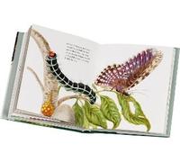 Maria Sibylla Merians Schmetterlinge