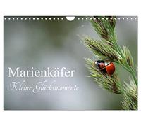 Marienkäfer - kleine Glücksmomente (Wandkalender 2026 DIN A4 quer), CALVENDO Monatskalender: Jedes Kind kennt sie, diese kleinen Glückskäfer und sie z ... ein Lächeln ins Gesicht, wenn ich sie sehe.