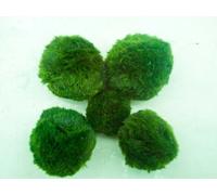 Marimo Moss Ball Boule de mousse pour aquarium Grande taille 5-7 cm