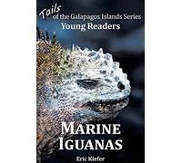 Marine Iguanas - Tails Of The Galapagos Islands Series