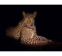 Mario Moreno (Beauty in The Night 60 x 80 cm Toile Imprimée