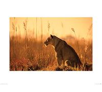 Mario Moreno (Sunset Stalking 60 x 80 cm Toile Imprimée