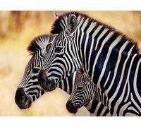 Mario Moreno (Trio of Zebras 60 x 80 cm Toile Imprimée