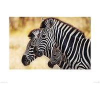 Mario Moreno (Trio of Zebras 60 x 80 cm Toile Imprimée