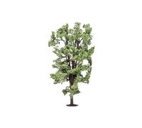 Marronnier Arbre