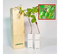 Marronnier d’Inde | Faux-Châtaignier | Jeune Pousse de 30 cm Reçue dans une Caisse en Bois Réutilisable | Pack 2 Unités