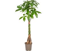 Marronnier porte-bonheur Pachira Aquatica - Plante d'intérieur - Ø24cm - 120-140cm de haut - Tige tressée - Exotique & facile d'entretien