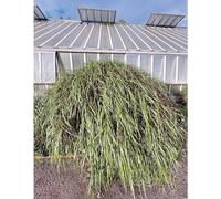 Martina Berther - Bass Works: as I Venture Into