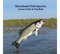 Maryland Game Fish and Panfish Species Kids Book: Great Book About the Different Types of Fish in Maryland