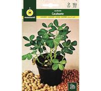 Mascarell Semillas, CACAHUETE, Graines d'arachide à planter, créez votre propre potager urbain et culture à la maison, plantes horticoles, hauteur 30-50 cm, climat tempéré-chaud, 10 grammes