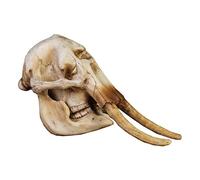 MASKIS Crâne D'éléphant Simulé Élevé, Réplique de Crâne D'éléphant Modèle de Crâne Modèle de Squelette en Résine Modèle de Statue en Résine Modèle Fossile de Crâne de Dent d'animal pour La Décoration