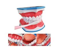 MASKIS Modèle de Bouche pour L'orthophonie, Modèle de Dent Dentaire 6X, Modèle de Brossage des Dents, Modèle Dentaire avec Langue Mobile et Brosse À Dents pour Prothèse Dentaire pour Enfants, Modèle