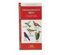 Massachusetts Birds