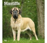 Mastiffs | Calendrier mural mensuel carré 2026 30,5 x 61 cm | Sans plastique | BrownTrout | Animaux races de chiens