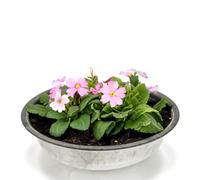 Matches21 Bol décoratif en zinc au look rétro Argenté Ø 39,5 x 10 cm