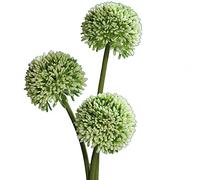 matches21 Fleurs de poireau Allium Fleurs artificielles pour compositions Florales Fleurs artificielles Plastique Bouquet de 3 Ø 8x46 cm - Blanc-Vert