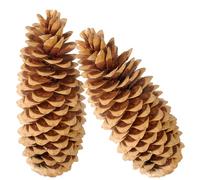 matches21 HOME & HOBBY Lot de 2 pommes de pin naturelles XXL de 20 à 38 cm pour travaux manuels