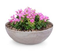 Matches21 Pot de fleurs pour l'extérieur - Grand bac décoratif vintage sable beige marbré comme pot de fleurs - 37 x 10,5 cm comme bain d'oiseaux, décoration de balcon ou de cimetière