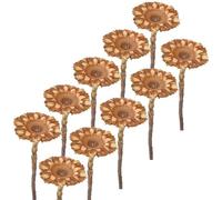 Matches21 Protea Lot de 10 jolies fleurs séchées pour bricolage - Bouquets décoratifs pour couronnes et mariages Couleur naturelle - Lot de 10 décorations d'automne Protea Compacta 6,5 cm