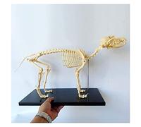 Matériel pédagogique, modèle Anatomique de Squelette de Chien canin, Anatomie Animale, Chien, biologie Humaine, enseignement, Outil pédagogique vétérinaire