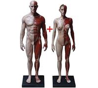 Matériel pédagogique, modèle Anatomique Masculin/féminin - Corps Humain musculo-squelettique, Squelette Musculaire Humain, Figure Anatomique du Corps Humain pour l'étude du Dessin d'artiste