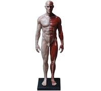 Matériel pédagogique, modèle Anatomique Masculin/féminin - Corps Humain musculo-squelettique, Squelette Musculaire Humain, Figure Anatomique du Corps Humain pour l'étude du Dessin d'artiste
