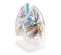 Matériel pédagogique, modèle de squelette de modèle de corps, modèle de cœur, modèle de cœur et de poumon, modèle de poumon humain transparent, arbre bronchique, anatomie pulmonaire, chirurgie thoraci
