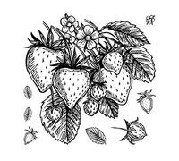 Matrice de découpe et tampons en forme de fraises pour la fabrication de cartes, feuilles, fleurs, fruits, métal Tampons en caoutchouc transparent Pour bricolage, scrapbooking, travaux manuels,