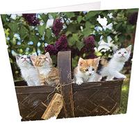 Maturi Box of Kittens Carte d'anniversaire vierge carrée Motif chatons