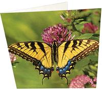 Maturi Carte d'anniversaire vierge Motif papillon