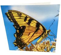 Maturi Carte d'anniversaire vierge Motif papillon