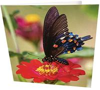 Maturi Carte d'anniversaire vierge Motif papillon