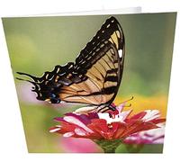 Maturi Carte d'anniversaire vierge Motif papillon