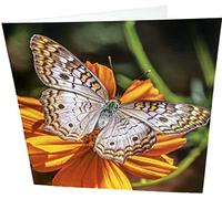 Maturi Carte d'anniversaire vierge Motif papillon