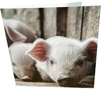 Maturi Carte d'anniversaire vierge Motif porcelets