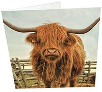 Maturi Carte d'anniversaire vierge Motif vache Highland