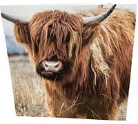 Maturi Carte d'anniversaire vierge Motif vache Highland