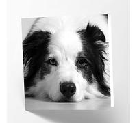 Maturi Carte de vœux vierge avec image de chien Border Collie