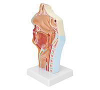 Matybobe Modèle Anatomique Modèle D'anatomie D'enseignement Anatomique Simulation Grandeur Nature de la cavité Nasale et de la Gorge avec Bouche, Nez, Pharynx, Larynx et Nerfs