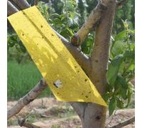 Matybobe Pièges Collants Double Face Volants, 20 Pièces, 20x25CM, Contrôle Très Efficace, Jardin de thé, Serre, Jaune (jaune-20X10cm)