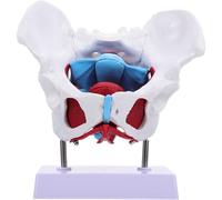 Mavdecll Modèle D'anatomie du Bassin Féminin, Modèle De Muscle Pelvien Féminin Grandeur Nature, Modèle D'utérus Détachable, Modèle De Muscle Pelvien Et du Plancher Pelvien Féminin, pour Les Écoles