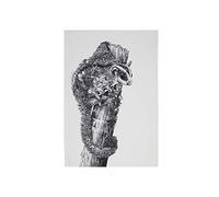 Maxwell & Williams - Serviette de Table 100% Coton, Imprimé Fleuri de Phalanger Géant, Collection Marini Ferlazzo, 50 x 70 cm - Noir et Blanc