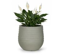 Mazovia Cache-Pot de Jardin, pour terrasse, Balcon et intérieur, 31x28x31 cm Terra S, Gris, Effet béton, 1 pièce