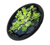 MCAOAL Île flottante - Poisson de protection des plantes - Décoration d'étang - Engrenage circulaire - Réglable - Protection de miroir d'eau