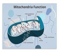 MDBJTCYZN Cell Biology Metal Sign Functions of Mitochondria Educational Poster Science Reference Guide For High School College 8 X 12 inch