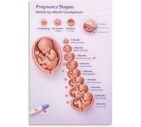 MDBJTCYZN Size Comparison Poster Fruit Scale Visual Aid For Maternity Room
